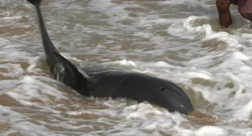 Stranded Dolphins Safely Returned to Ocean